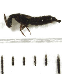 Phacophallus parumpunctatus