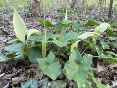 Arum maculatum
