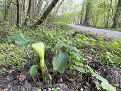 Arum maculatum