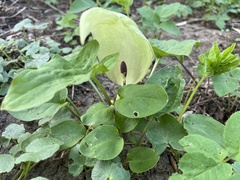 Arum maculatum