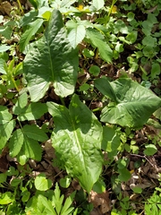 Arum besserianum