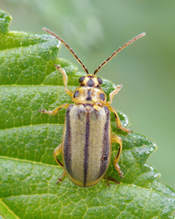 Xanthogaleruca luteola