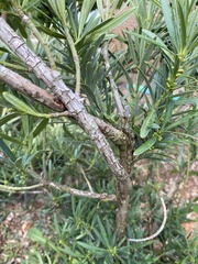 Podocarpus
