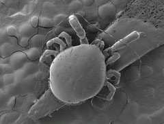 Berzercon ferdinandi