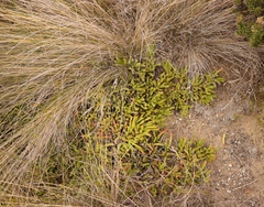 Carpobrotus muirii