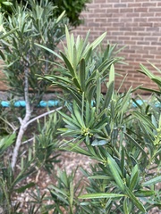 Podocarpus