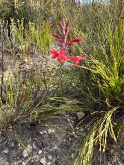 Tritoniopsis pulchra