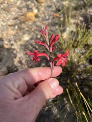Tritoniopsis pulchra