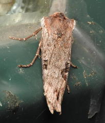 Xylena thoracica