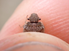 Sciocoris microphthalmus