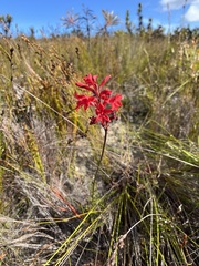 Tritoniopsis pulchra