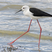 Stilts and Avocets - Photo (c) Nik Borrow, some rights reserved (CC BY-NC), uploaded by Nik Borrow