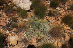 Leucospermum cordatum