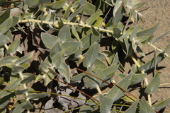 Leucospermum cordatum