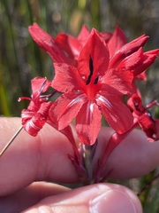 Tritoniopsis pulchra