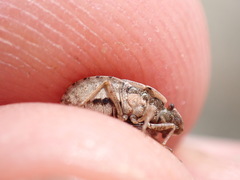 Sciocoris microphthalmus