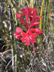 Tritoniopsis pulchra