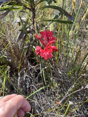 Tritoniopsis pulchra