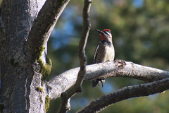 Sphyrapicus nuchalis