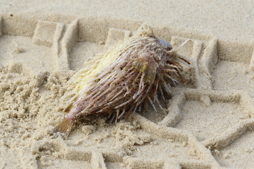 Diodon holocanthus