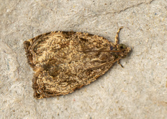 Sycacantha inodes