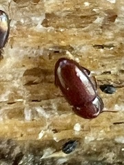 Philothermus glabriculus