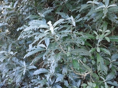 Metarungia longistrobus