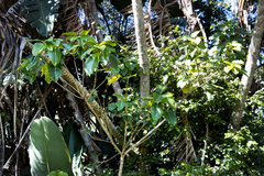 Ficus polita
