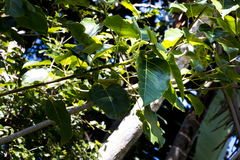Ficus polita