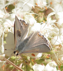 Tharsalea xanthoides