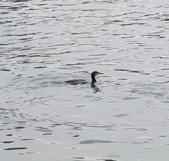 Phalacrocorax carbo