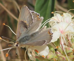 Tharsalea xanthoides