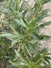 Eriodictyon trichocalyx