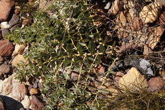 Leucospermum cordatum