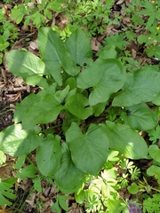 Arum besserianum