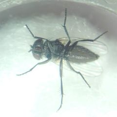 Diptera