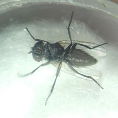 Diptera