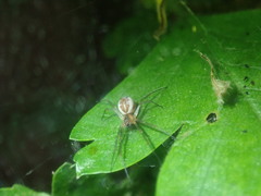 Neriene peltata