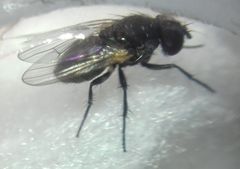 Diptera