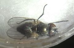 Diptera