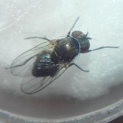 Diptera
