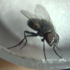 Diptera