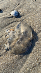 Rhizostomatoidea