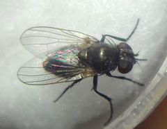 Diptera