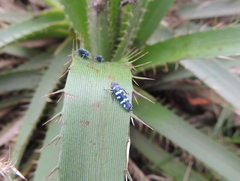 Balacha melanocephala