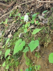 Tiarella nautila