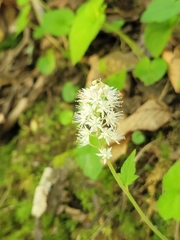 Tiarella nautila