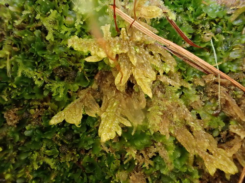 Pseudohygrohypnum fertile observed 2022-05-01