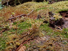 Pseudohygrohypnum fertile