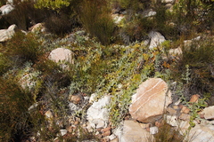 Leucospermum cordatum